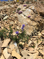 Polemonium viscosum