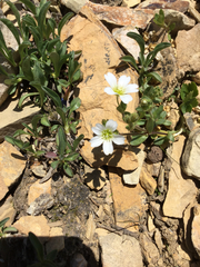 Cerastium beeringianum