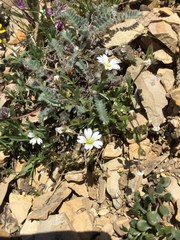 Cerastium beeringianum