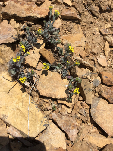 alpine tundra draba (Draba streptobrachia)