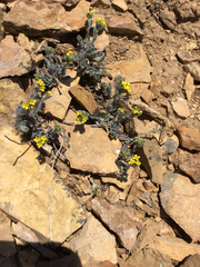 Draba streptobrachia