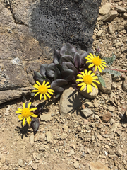 Senecio soldanella