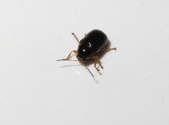 Cryptocephalus ocellatus