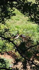 Hirundo rustica erythrogaster