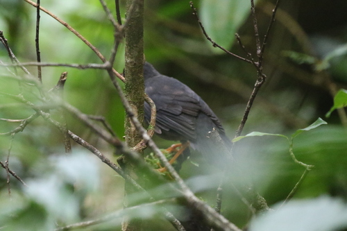 Slaty-backed Nightingale-Thrush (Catharus fuscater), photo 7