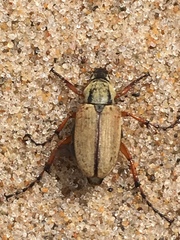 Macrodactylus subspinosus