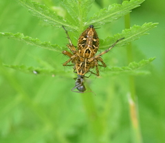 Oxyopes heterophthalmus
