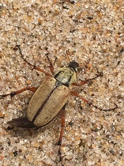 Macrodactylus subspinosus