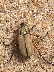 Macrodactylus subspinosus