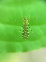 Erioptera caliptera