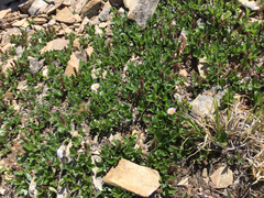 Salix petrophila