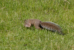 Sciurus carolinensis