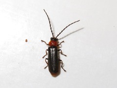 Silis ruficollis