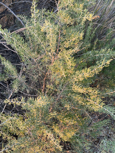 iNaturalist observation 2024-09-07