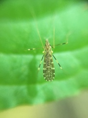 Erioptera caliptera
