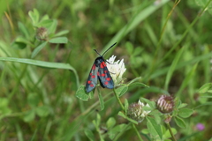Zygaena filipendulae