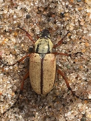 Macrodactylus subspinosus