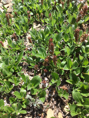Salix petrophila