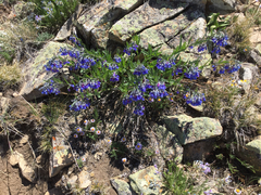 Mertensia lanceolata