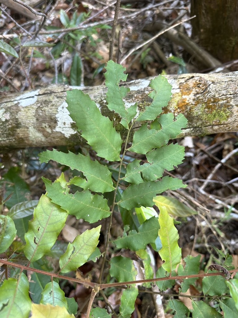 Beetroot tree from Currumbin Creek Rd, Currumbin Valley, QLD, AU on ...