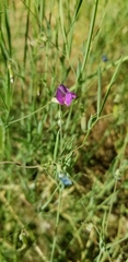 Lathyrus angulatus