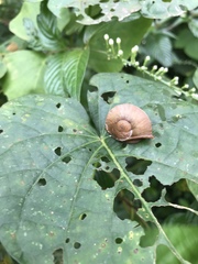 Parthena acutangula