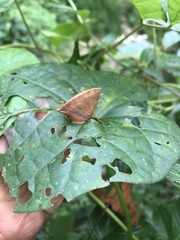 Parthena acutangula
