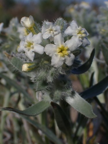 Gray Cryptantha (Oreocarya leucophaea)