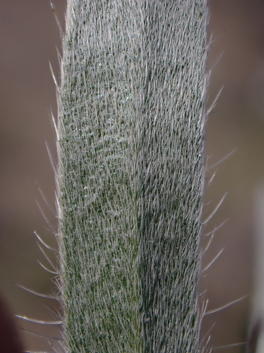 Image of Oreocarya leucophaea by (c) Nolan Exe, some rights reserved (CC BY)