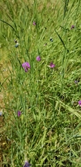 Lathyrus angulatus