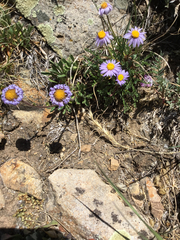 Erigeron pinnatisectus