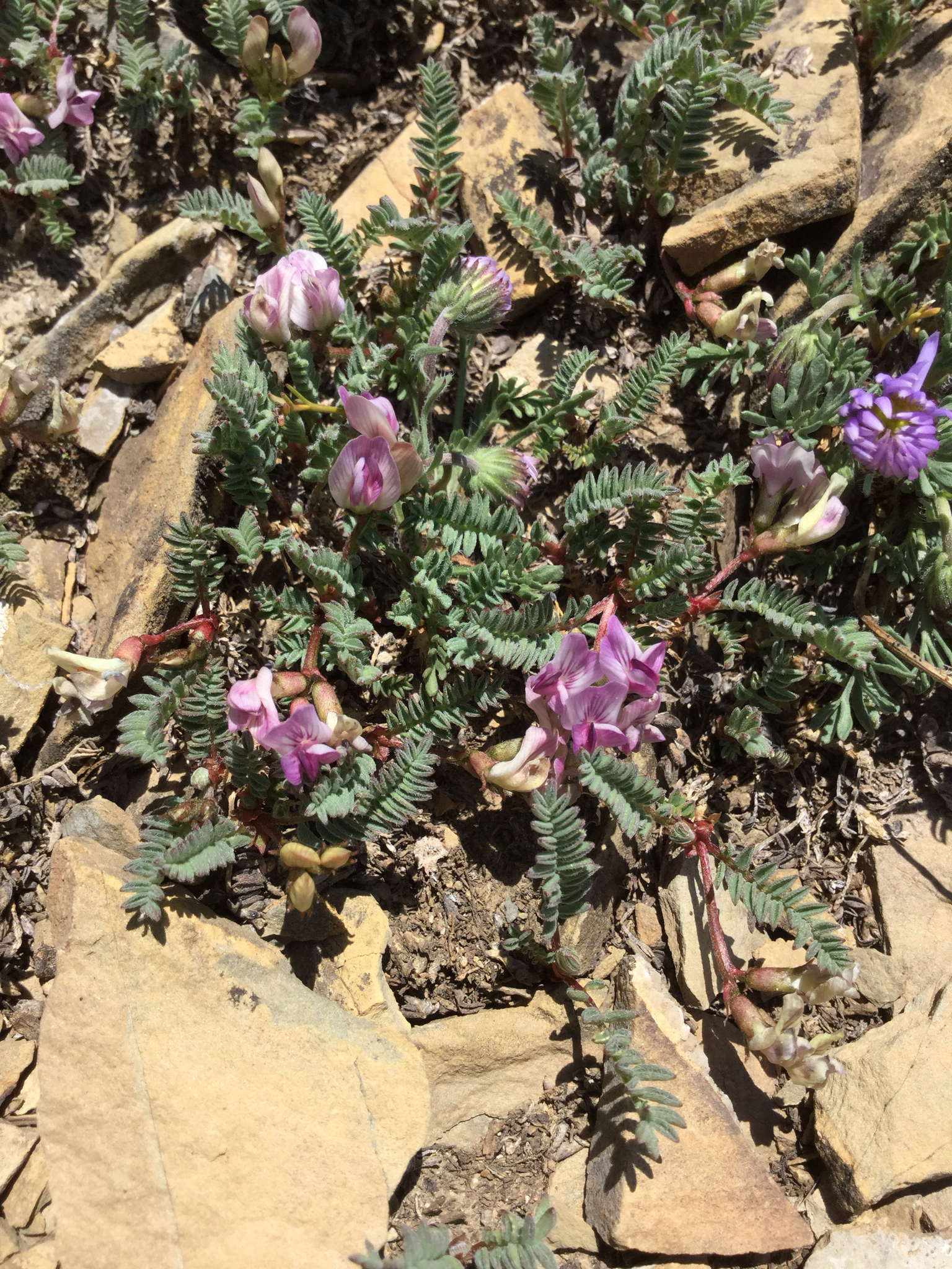 Astragalus molybdenus
