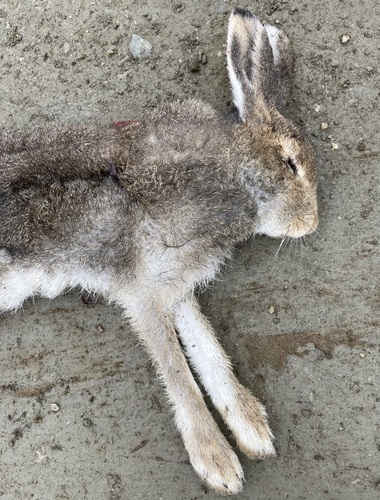 Alaskan Hare observed by kevinemetcalf