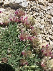 Trifolium dasyphyllum
