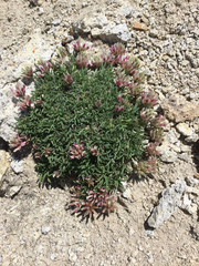 Trifolium dasyphyllum