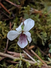 Viola renifolia