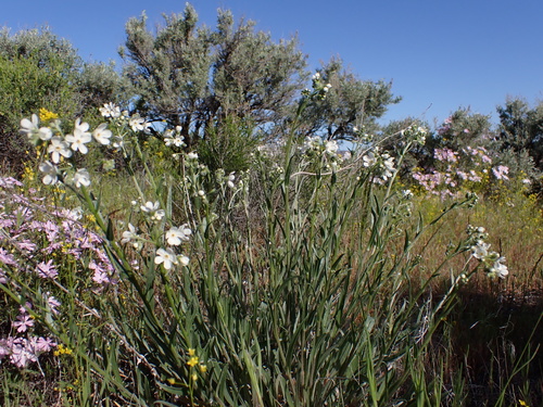 Image of Hackelia diffusa by (c) Nolan Exe, some rights reserved (CC BY)