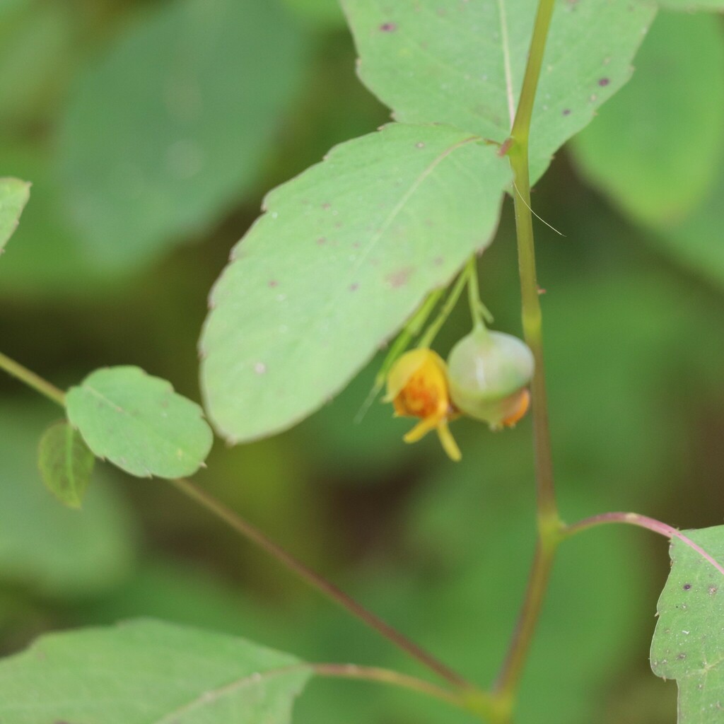 Jewelweed Gall Midge