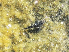 Mauligobius maderensis
