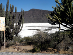 Myrtillocactus geometrizans