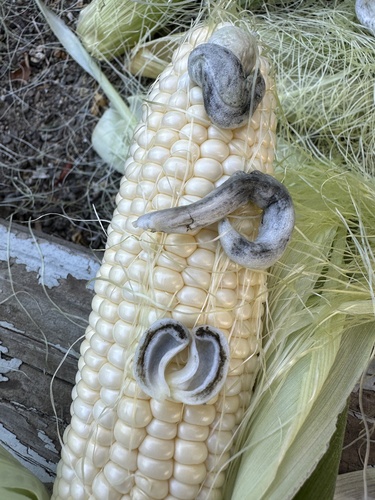 Corn Smut