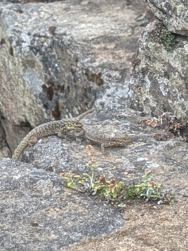 Spiny Whorltail Iguana, Stenocercus crassicaudatus