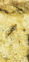 Mauligobius maderensis