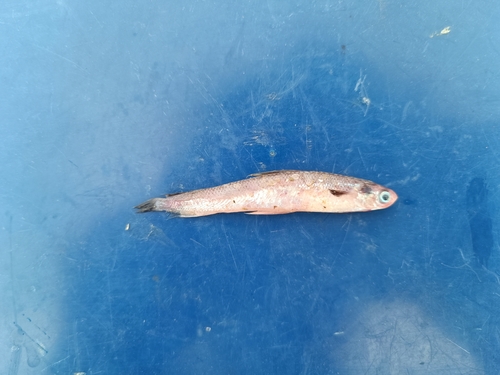 Codlet (Bregmaceros mcclellandi) — Bregmacerotidae