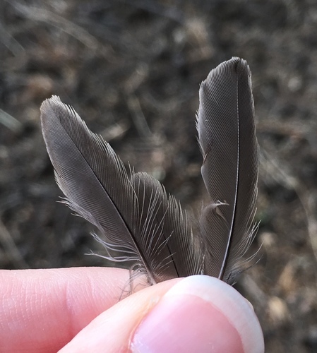 Plume de Fauvette mélanocéphale