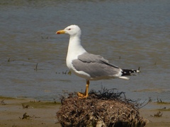 Larus michahellis