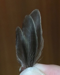 Curruca melanocephala