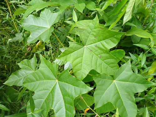 Aleurites moluccanus