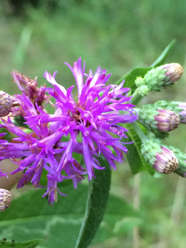 Western Ironweed