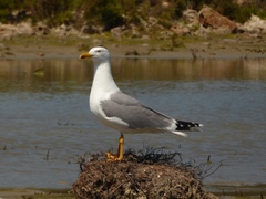 Larus michahellis